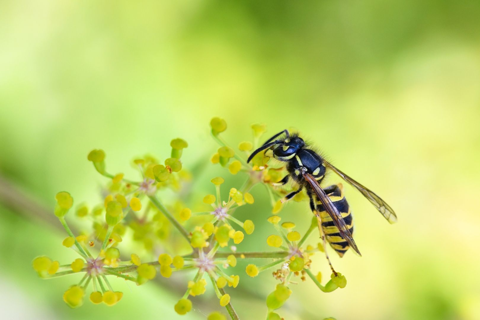 Como Reconhecer Ninhos de Marimbondos com Seguranca